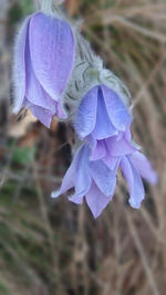 Close-up of purple iris flower