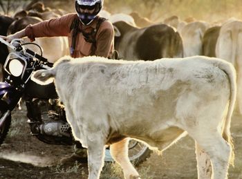 Close-up of man and cow