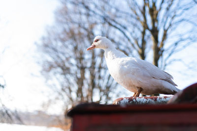 Low angle view of seagull perching on a tree