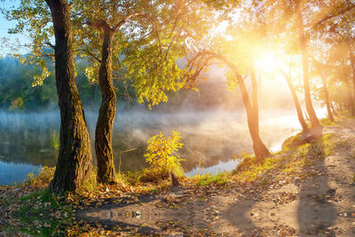 Trees in forest during autumn