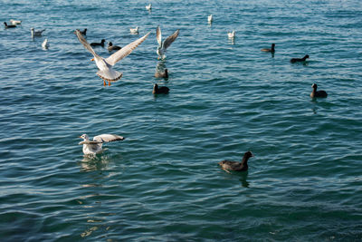 Ducks swimming in sea