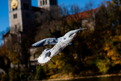 Close-up of seagull flying