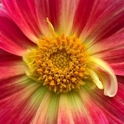 Full frame shot of pink flower