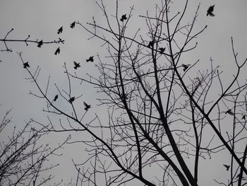 Low angle view of bare trees against sky