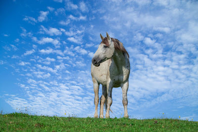 Beautiful white horse on a background of blue sky with white clouds