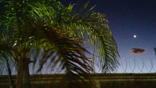 Close-up of palm tree against sky at night