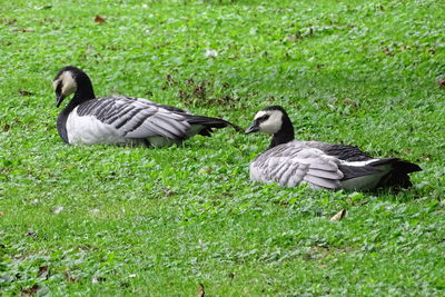 Ducks on grass