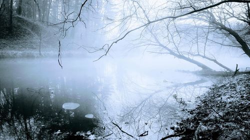 Bare trees on snow covered landscape