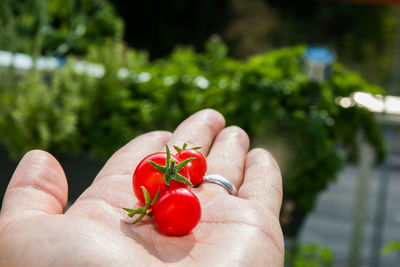 Close-up of hand holding red berries