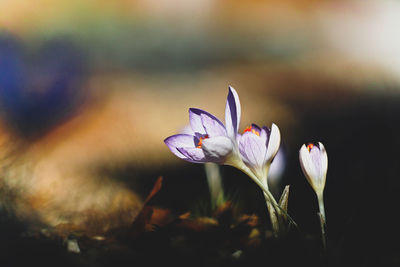 Close-up of purple crocus flowers on field