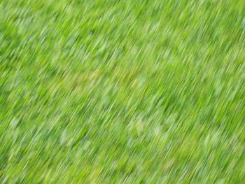 Full frame shot of grass