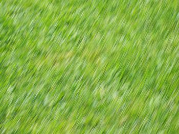 Full frame shot of grass