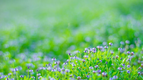 Close-up of purple flowers blooming in field