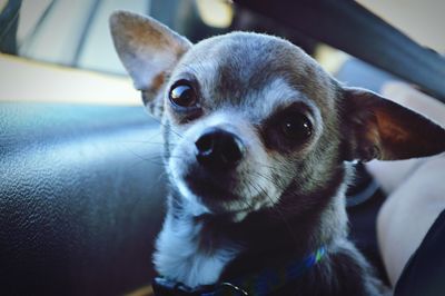 Close-up portrait of dog at home