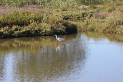 High angle view of gray heron on lake