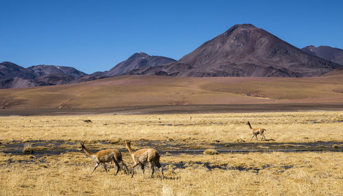 View of sheep on field against mountain range