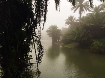 Scenic view of palm trees against sky