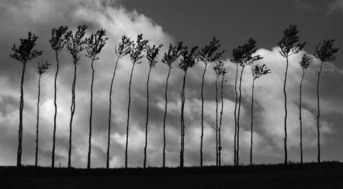 Low angle view of silhouette trees on field against sky