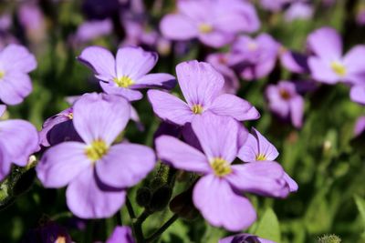 Close-up of pink flowering plants