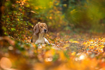 Dog looking away while sitting on leaves