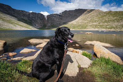 Dog on rock by lake