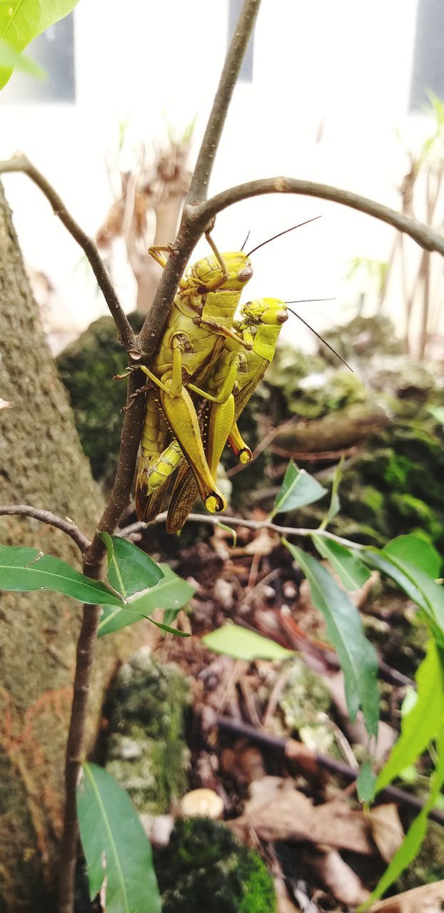 plant, animal themes, animal wildlife, animal, nature, wildlife, one animal, insect, plant part, leaf, flower, no people, day, close-up, tree, outdoors, focus on foreground, green, growth, beauty in nature, jungle, yellow, branch
