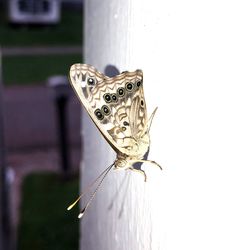 Close-up of butterfly on wood