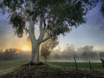 Trees on field against sky during foggy weather