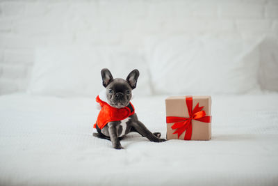 Portrait of dog on bed at home