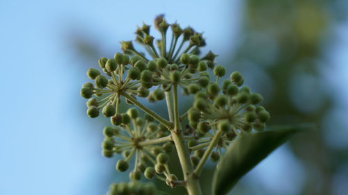 Close-up of flowers against blurred background