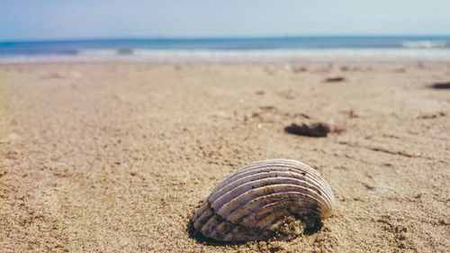 Close-up of crab on sand at beach against sky