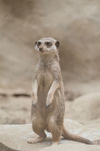 Portrait of an animal looking away