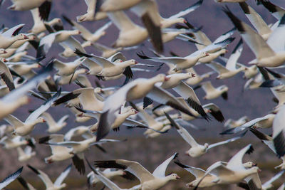 Full frame shot of birds