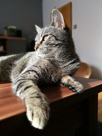 Close-up of cat sitting on table