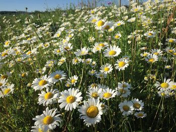 High angle view of daisies blooming in field