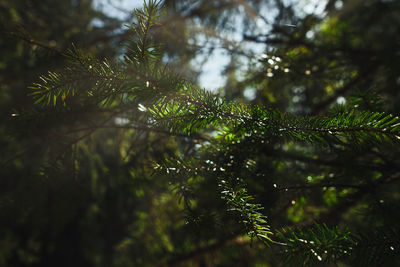 Close-up of wet pine tree