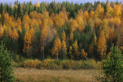 View of autumn trees in forest