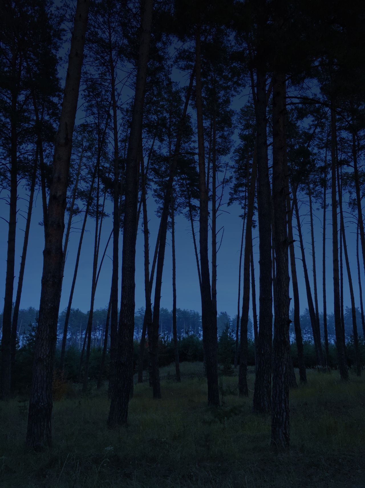 Eveningforest