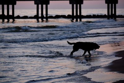 Silhouette horse on beach against sky during sunset