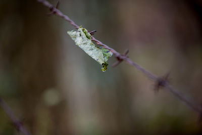 Close-up of plant on twig