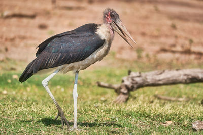 Marabou in the wild, south africa