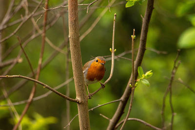 Close-up of bird perching on branch