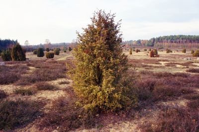 Trees on field against sky