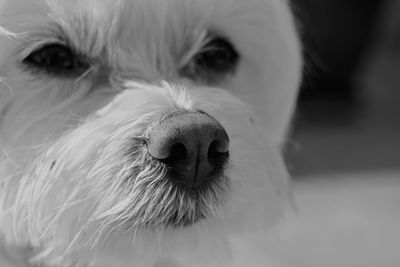 Close-up portrait of dog