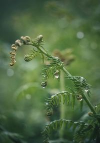 Close-up of water drop on plant