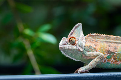 Close-up of a lizard