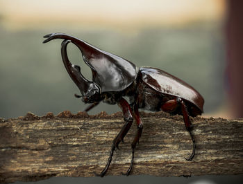 Close-up of insect on wood