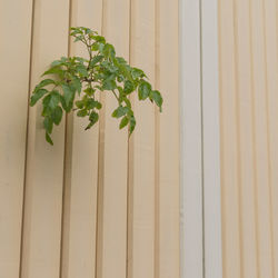 Close-up of potted plant against wall