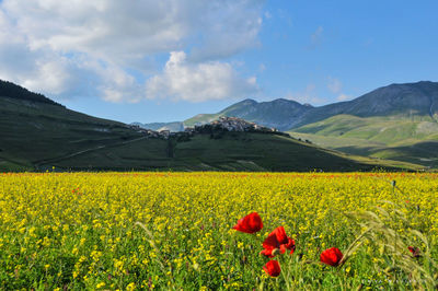 Scenic view of flower field against castelluccio village against sky