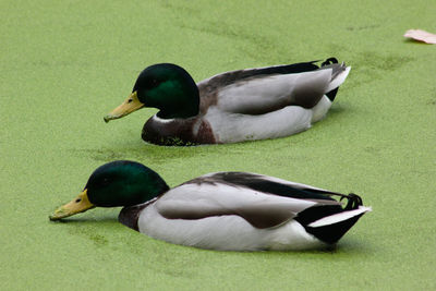 Close-up of mallard duck